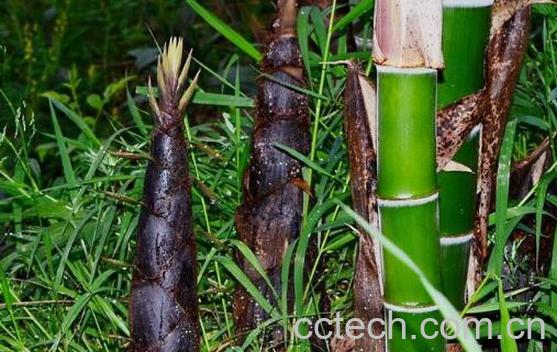 笋壳有什么用 竹笋壳的妙用-1