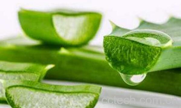 芦荟胶和芦荟油的区别 芦荟胶的功效-1