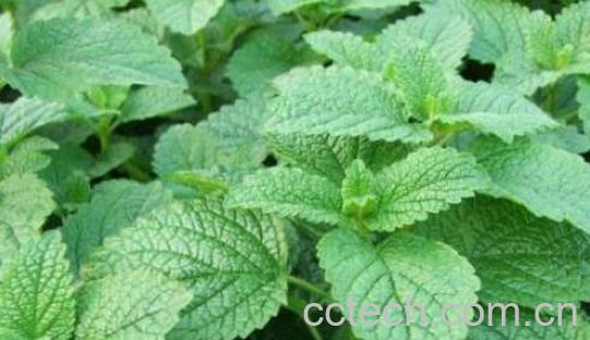 芭芭多香蜂草精油的作用-1