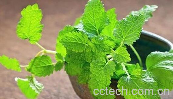 香蜂草精油的功效与使用方法-0