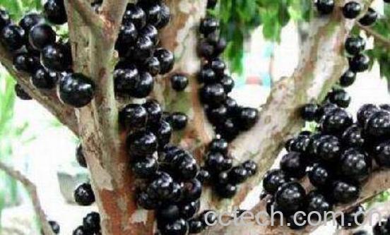 树葡萄酒的功效与作用-0