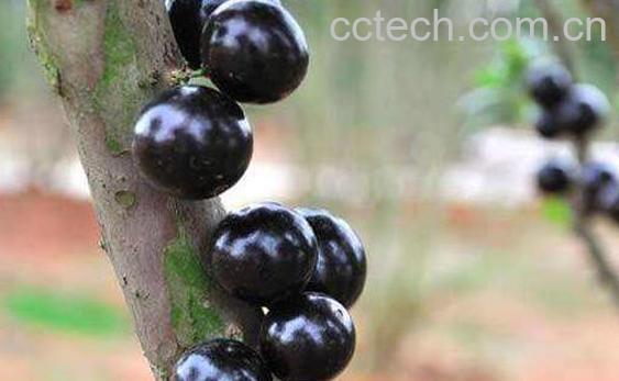 树葡萄酒的功效与作用-1