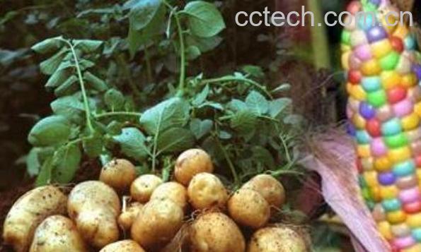 转基因食品能吃吗 转基因食品的危害-1