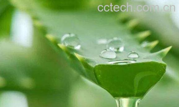 芦荟油是怎么制作的 芦荟油的功效与作用-0