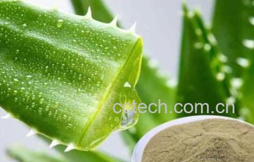 芦荟粉是怎么制作的 芦荟粉的用法-0