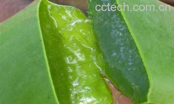 芦荟汁液的功效与作用-0