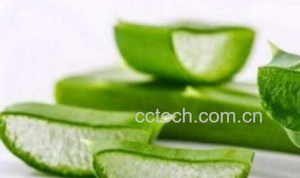 芦荟汁液的功效与作用-1