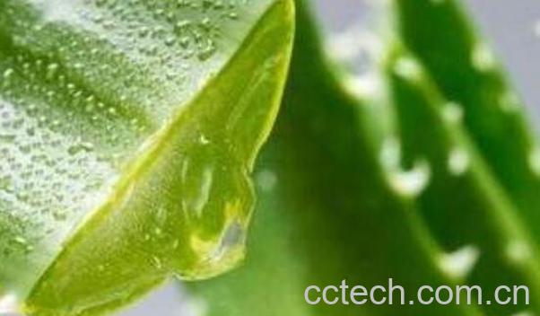 芦荟凝胶的功效与作用 芦荟凝胶的正确用法-0