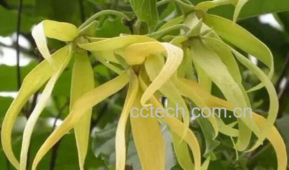 依兰花精油功效与作用 依兰精油有副作用-0