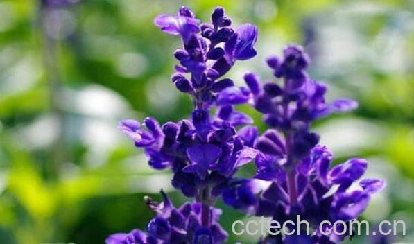 鼠尾草精油的功效与作用 鼠尾草精油怎么使用-0