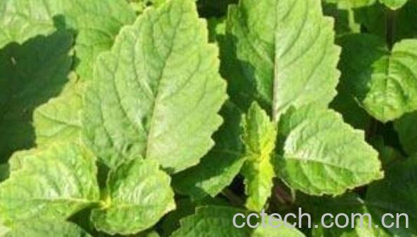 广藿香精油的功效与作用 广藿香精油的禁忌-0