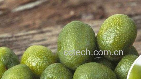 莱姆精油的用途与作用-0