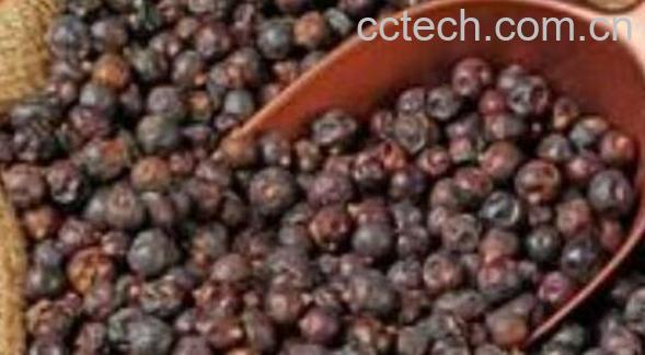 杜松子精油的功效与作用 杜松子精油怎么用-1