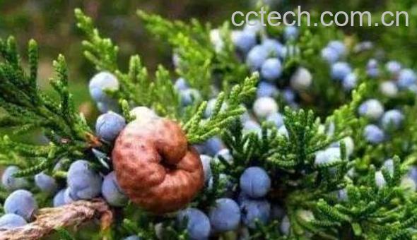 杜松子精油怎么用 杜松子精油的使用方法-0