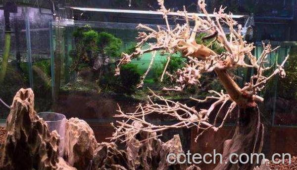 杜鹃根与沉木的区别 沉木有什么作用-0