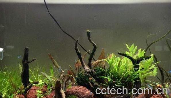 杜鹃根与沉木的区别 沉木有什么作用-1