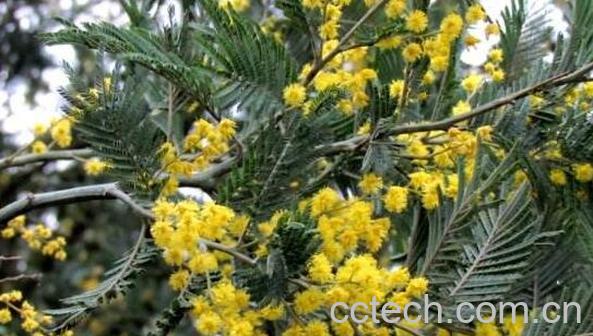 金合欢精油的功效与作用-0