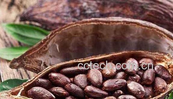 可可豆的功效与作用-1