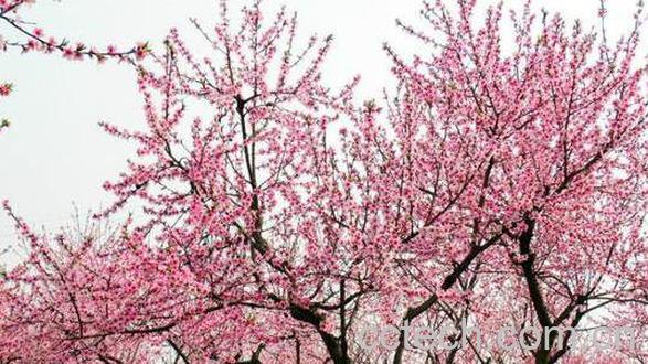 桃花酿的功效与作用-1