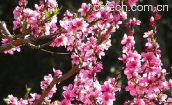 桃花醉的功效与作用-1