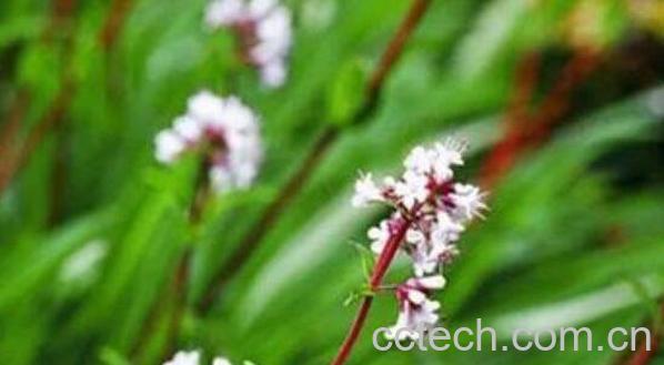 穗甘松精油的功效与作用 穗甘松精油的用途-1