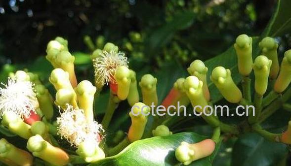 丁香精油的功效与作用-1