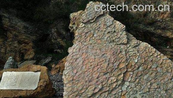 龟背石的功效与作用-1