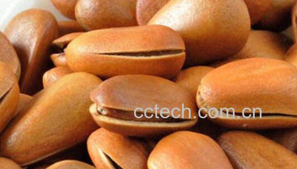 松子壳枕头的功效与作用-0