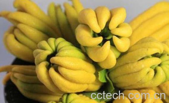 佛手柑精油的功效与作用 佛手柑精油的禁忌-0