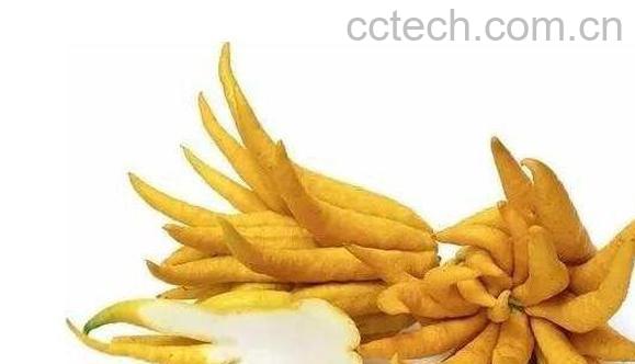 佛手柑精油的功效与作用 佛手柑精油的禁忌-1