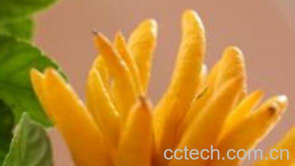 佛手柑精油怎么使用 佛手柑精油的使用教程-0