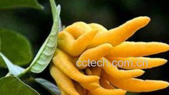 佛手柑精油怎么使用 佛手柑精油的使用教程-1