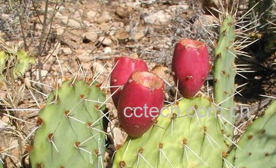 仙人掌油-0