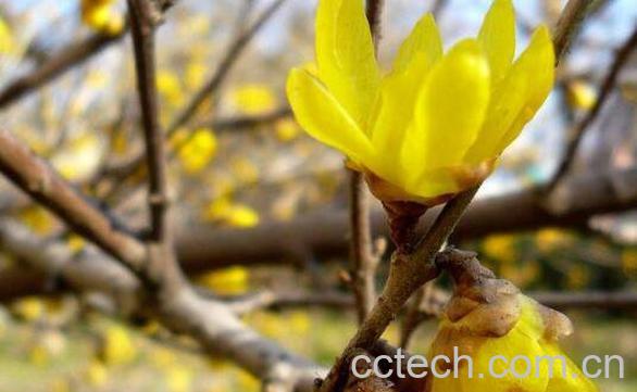 腊梅纯露的功效与作用 腊梅纯露的危害-1