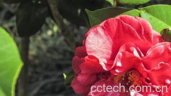 茶花纯露的功效与作用-0