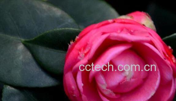 茶花纯露的功效与作用-1