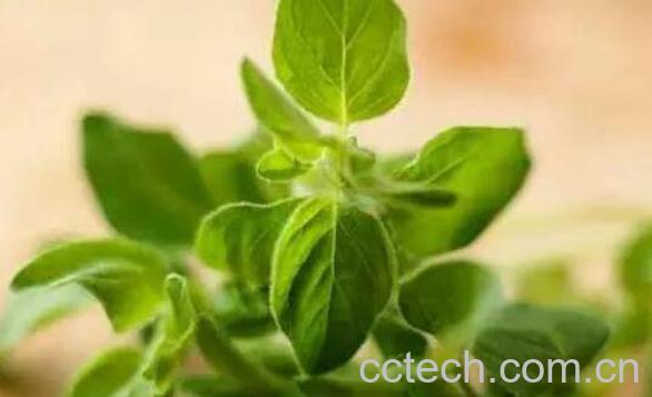 牛至精油的功效与用法-0