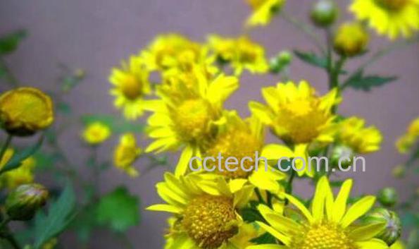 野菊精油的功效与作用-1