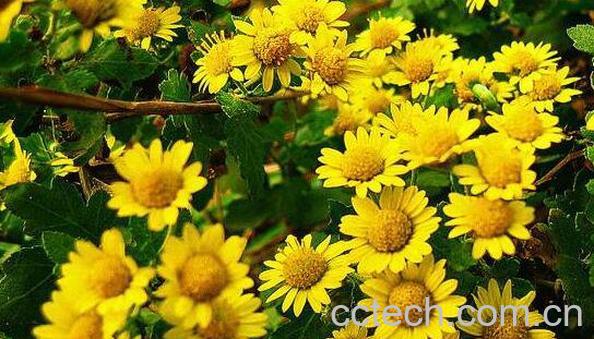 野菊精油的功效与作用-0