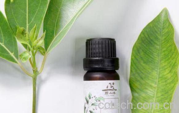 牛樟精油的功效与作用 牛樟精油的用法-1