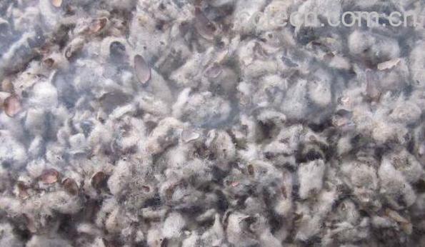 棉籽壳的功效与作用 棉籽壳的副作用-0