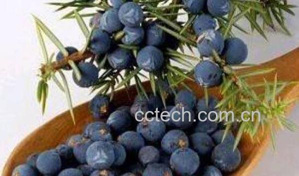 杜松浆果精油的功效与作用-0