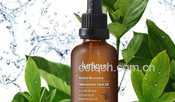 侧柏精油的功效与作用-1