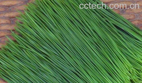  松针酒如何做 松针酒的正确制作方法-1