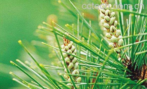  松针酒如何做 松针酒的正确制作方法-0