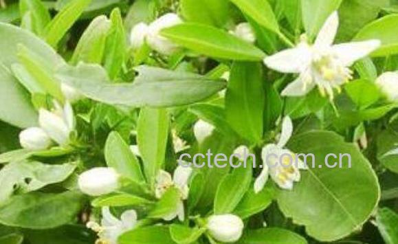 精油橙花的功效与作用及用法-0