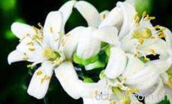 精油橙花的功效与作用及用法-1