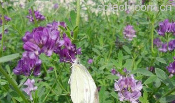 喝苜蓿酵素的危害 苜蓿酵素固体饮料骗局-0