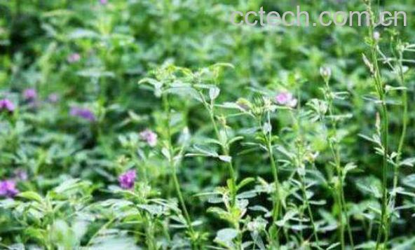 喝苜蓿酵素的危害 苜蓿酵素固体饮料骗局-1