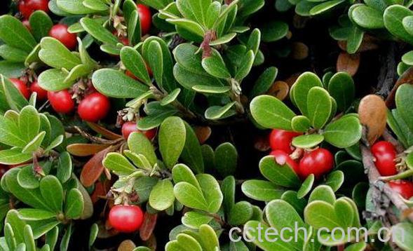 熊果苷的功效与作用 熊果苷的副作用-1